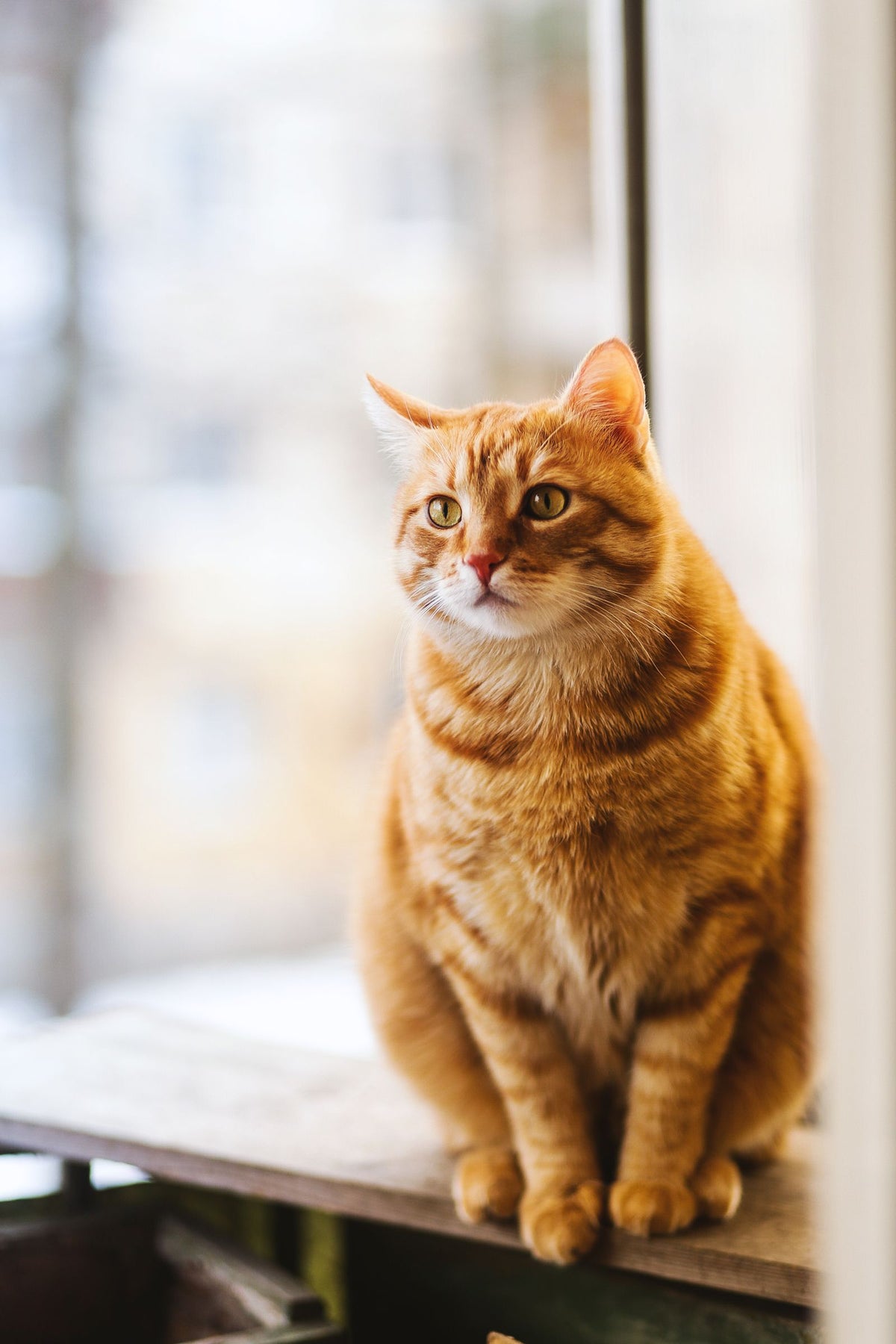 PeeWee kattenbak met houtkorrels: de complete gids (EcoMinor, EcoHus, EcoDome & EcoGranda XXL)