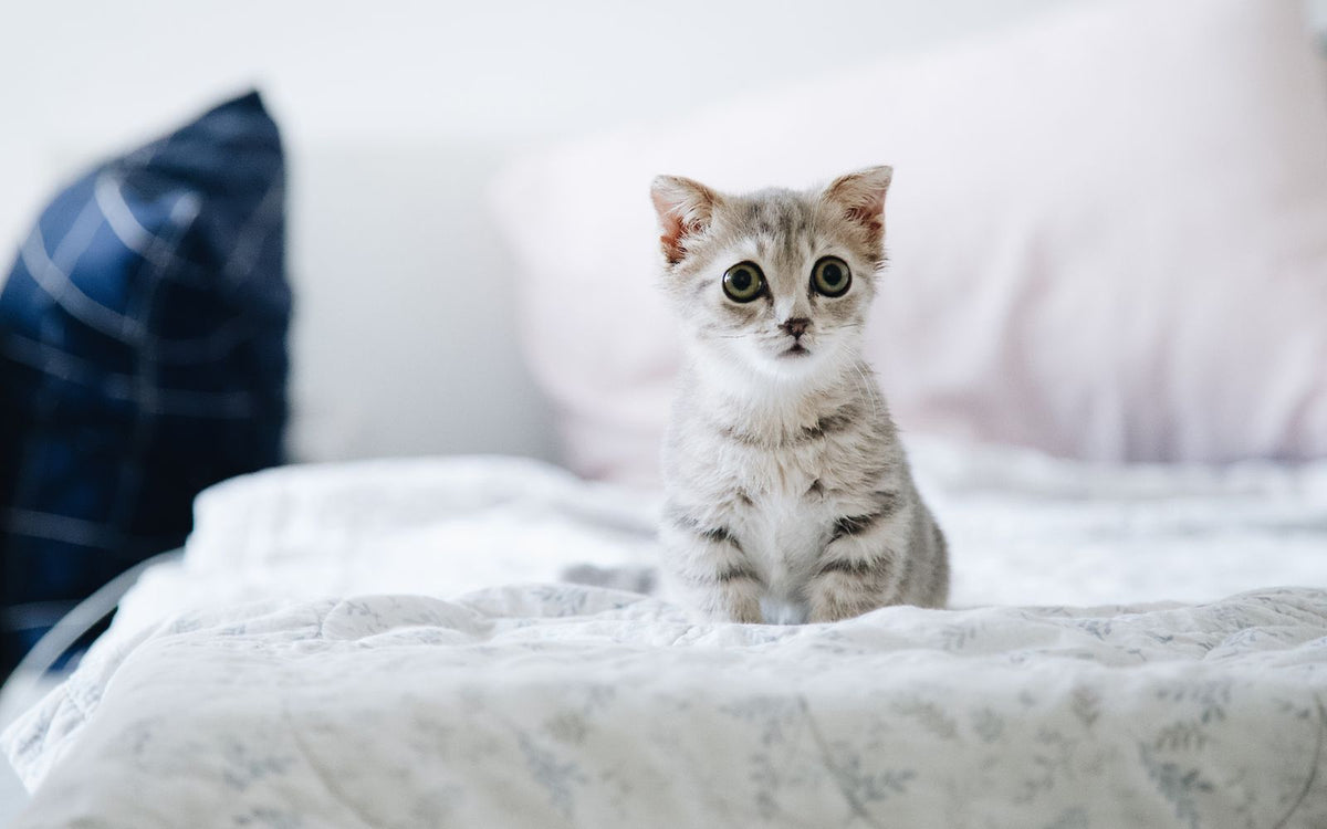 Kattenbak stinkt? 12 bewezen oplossingen voor een frisse kattenbak