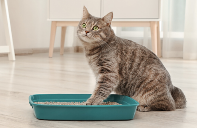 Een frisse en schone kattenbak: de juiste kattenbakvulling