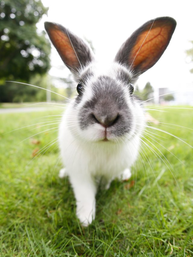 Nutrients and texture: the best rodent food