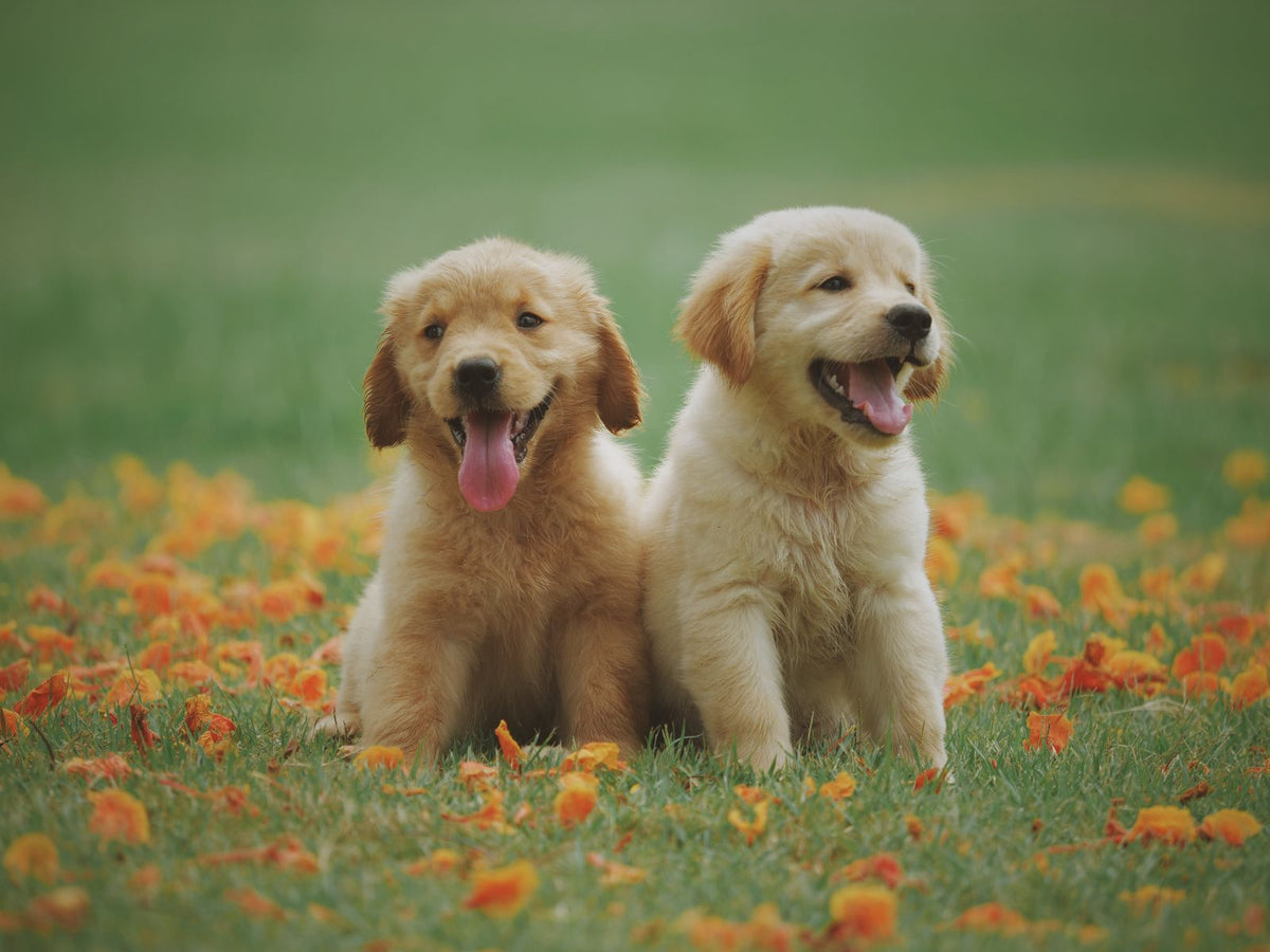 Hondensnacks en kauwsnacks: welke kies je en hoeveel mag een hond per dag?