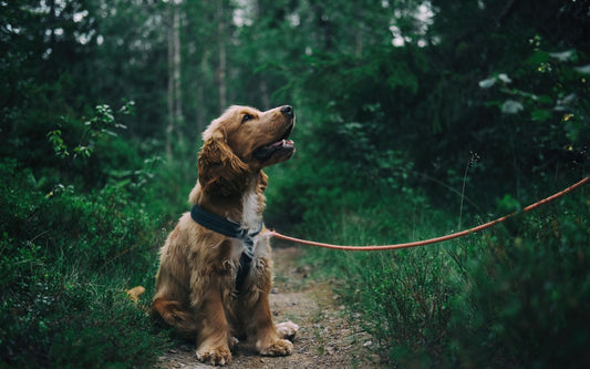 Hond