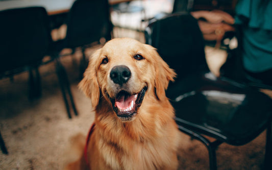 Hond