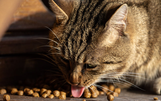Hoeveel moet mijn kat eten? Complete gids met voedingsschema, grammen en calorieën