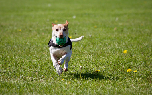 Hond in het gras