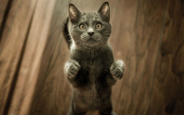 Een kitten in huis: de complete gids voor de eerste maanden