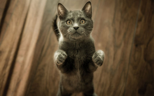 Kitten