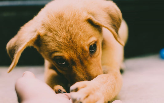 Puppy
