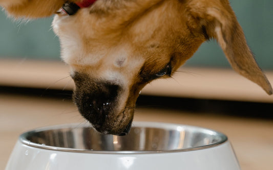 Hond eet uit een voerbak