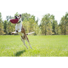 Kong Flyer - Frisbee - Rood - 22,5 cm